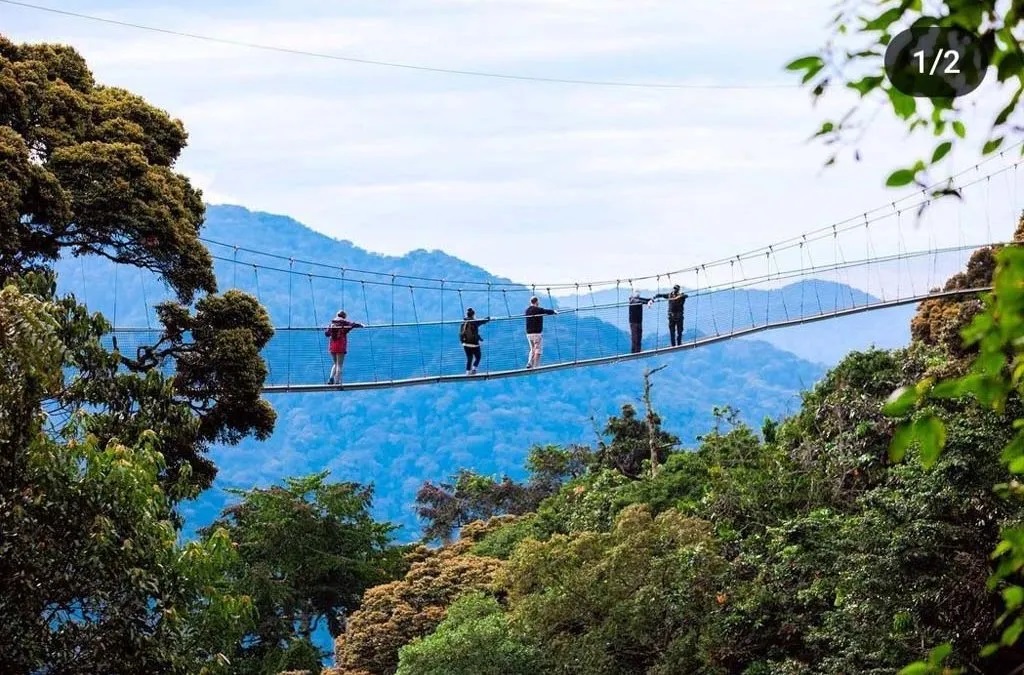 Canopy walk in Nyungwe forest park